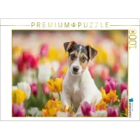 CALVENDO Puzzle Ein Motiv aus dem Kalender Jack Russell Terrier | 1000 Teile Lege-Größe 64 × 48 cm Foto-Puzzle für glückliche Stunden