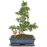 Exotenherz Bonsai Fukientee - Carmona microphylla - ca. 12-15 Jahre