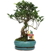 Exotenherz Bonsai Chinesischer Feigenbaum - Ficus retusa - ca. 8 Jahre