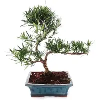 Exotenherz Outdoor Bonsai Podocarpus - Kleinblättrige Steineibe 20cm