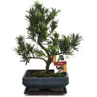 Exotenherz Bonsai Steineibe - Podocarpus macrophyllus - ca. 8 Jahre