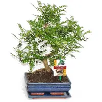 Exotenherz Bonsai Szechuan-Pfeffer - Zanthoxylum piperitum - ca. 8 Jahre
