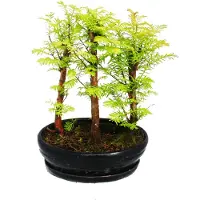 Exotenherz Outdoor-Bonsai - Metasequoia glyptostroboides - kleiner Wald mit 3 Pflanzen