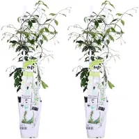 Hoogeveen Plants BV Sternjasmin 'Star of Venice' 2x - 65cm - Ø15