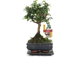 Exotenherz Bonsai Fukientee - Carmona microphylla - ca. 6 Jahre - Kugelform
