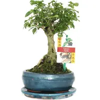 Exotenherz Bonsai Chin. Liguster - Ligustrum sinensis - ca. 6 Jahre - Kugelform