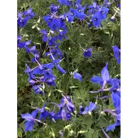 Brandless 6 xDelphinium (b) 'Všlkerfrieden' Ð Rittersporn im 9x9 cm Topf+D34