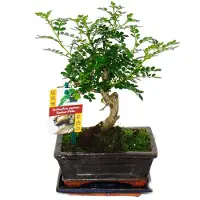 Exotenherz Bonsai Szechuan-Pfeffer - Zanthoxylum piperitum - ca. 6 Jahre - Kugelform