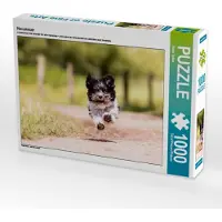 CALVENDO Havaneser 1000 Teile Puzzle quer 640x480mm, Teßen Sonja; 7321258
