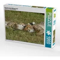 CALVENDO Geparden beim Mittagsschlaf 1000 Teile Puzzle quer 640x480mm, Herzog Michael; 7455900