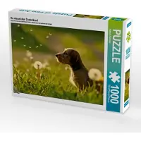 CALVENDO Da staunt das Dackelkind 1000 Teile Puzzle quer 640x480mm, Köntopp Kathrin; 7402243