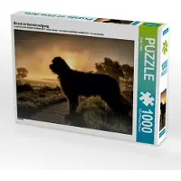 CALVENDO Briard im Sonnenaufgang 1000 Teile Puzzle quer 640x480mm, Teßen Sonja; 7321314