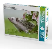 CALVENDO Ein Motiv aus dem Kalender Afrikanische Weißbauchigel 1000 Teile Puzzle quer 640x480mm, und Marina Zimmermann Fotograf; 7458317