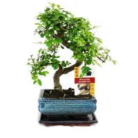 Exotenherz Bonsai Chinesische Ulme - Ulmus parviflora - ca. 6 Jahre