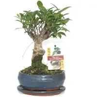 Exotenherz Bonsai Chinesischer Feigenbaum - Ficus retusa - ca. 6 Jahre - Kugelform