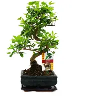Exotenherz Bonsai Chinesischer Liguster - Ligustrum sinensis - ca. 6 Jahre