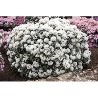 Pflanzen für Dich Rhododendron yakushimanum Schneekissen 30-40 cm, im 7 l Topf, immergrün