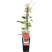 Hello Plants Waldrebe 'Rouge Cardinal' Clematis 50 bis 60 cm im Container Großblumig