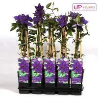 Hoogeveen Plants BV Clematis Der Präsident - Clematis-Paare