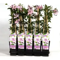 Blumen-Senf Waldrebe Clematis Hagley Hybrid 60-80 cm Kletterpflanze