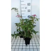 GRDplanten 6 x Astilbe (a) 'Bressingham Beauty' - Prachtspiere - Topf 9 x 9 cm