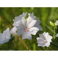GRDplanten 6 x Malva moschata - Malve - Topf 9 x 9 cm