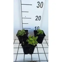 GRDplanten 6 x Phlox stol. 'Blue Ridge' - Flammenblume - Topf 9 x 9 cm