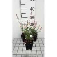 GRDplanten 6 x Gaura lindh. 'Snowstorm' (oenothera lindh.) - Gaura - Topf 9 x 9 cm
