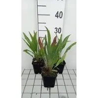 GRDplanten 6 x Echinacea pallida 'Hula Dancer' - Sonnenhut - Topf 9 x 9 cm