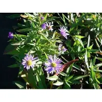 GRDplanten 6 x Aster dum. 'Prof. Anton Kippenberg' - Herbstaster - Topf 9 x 9 cm