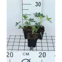GRDplanten 6 x Helleborus foetidus - Helleborus - Topf 9 x 9 cm