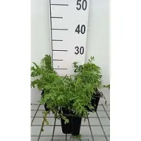 GRDplanten 6 x Tanacetum vulgare - Margerite - Topf 9 x 9 cm