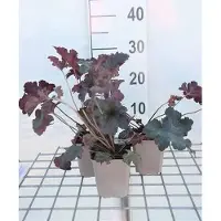 GRDplanten 6 x Heuchera hybr. 'Sugar Plum' - Purpurglöckchen - Topf 9 x 9 cm