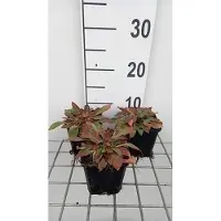GRDplanten 6 x Goniolimon tataricum ( limonium tat.) - Goniolimon - Topf 9 x 9 cm