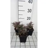 GRDplanten 6 x Aster lateriflorus 'Prince' - Herbstaster - Topf 9 x 9 cm