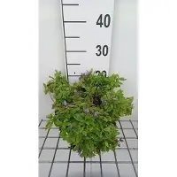 GRDplanten 6 x Campanula lact. 'Pouffe' - Bergminze - Topf 9 x 9 cm