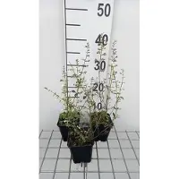 GRDplanten 6 x Calamintha nep. 'Weisser Riese' - Bergminze - Topf 9 x 9 cm