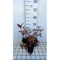 GRDplanten 6 x Persicaria micr. 'Red Dragon' - Kerzenknöterich - Topf 9 x 9 cm