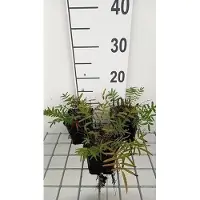 GRDplanten 6 x Sanguisorba tenuif. 'Purpurea' - Pimpinelle - Topf 9 x 9 cm