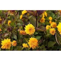 GRDplanten 6 x Helianthus decap. 'Soleil d'or' - Sonnenblume - Topf 9 x 9 cm