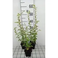 GRDplanten 6 x Solidago rugosa - Goldrute - Topf 9 x 9 cm
