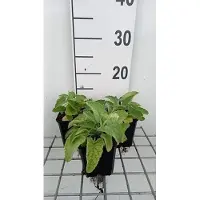 GRDplanten 6 x Salvia vert. 'Alba' - Sternmoos - Topf 9 x 9 cm