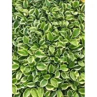 GRDplanten 6 x Hosta hybr. 'Brim Cup' - Hosta - Topf 9 x 9 cm