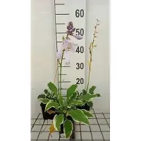 GRDplanten 6 x Hosta hybr. 'Golden Tiara' - Hosta - Topf 9 x 9 cm