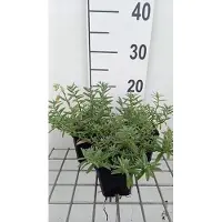 GRDplanten 6 x Helianthemum hybr. 'Wisley Primrose' - Sonnenröschen - Topf 9 x 9 cm
