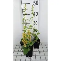 GRDplanten 6 x Solidago flex. 'Variegata' - Goldrute - Topf 9 x 9 cm