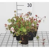 GRDplanten 6 x Geranium cant. 'St. Ola' - Storchenschnabel- Topf 9 x 9 cm