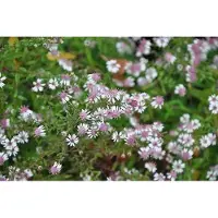 GRDplanten 6 x Aster lateriflorus 'Horizontalis' - Herbstaster - Topf 9 x 9 cm