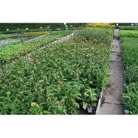 GRDplanten 6 x Echinacea purp. 'Ruby Giant' - Sonnenhut - Topf 9 x 9 cm