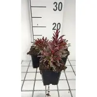 GRDplanten 6 x Gaura lindh. 'Blaze' ( oenothera lindh.) - Gaura - Topf 9 x 9 cm